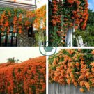 Chinese Orange Pyrostegia venusta Perennial Climbing Plant 10 Seeds
