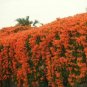 Chinese Orange Pyrostegia venusta Perennial Climbing Plant 10 Seeds