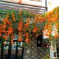 Chinese Orange Pyrostegia venusta Perennial Climbing Plant 10 Seeds