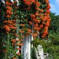 Chinese Orange Pyrostegia venusta Perennial Climbing Plant 10 Seeds