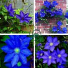 Blue Clematis 200 Seeds