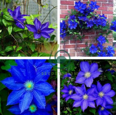 Blue Clematis 200 Seeds