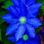 Blue Clematis 200 Seeds