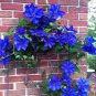 Blue Clematis 200 Seeds
