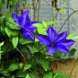 Blue Clematis 200 Seeds