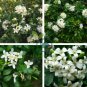 Orange Jasmine Shrub with Fragrant White Flower 40 Seeds