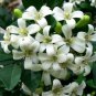 Orange Jasmine Shrub with Fragrant White Flower 40 Seeds