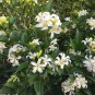 Orange Jasmine Shrub with Fragrant White Flower 40 Seeds