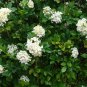Orange Jasmine Shrub with Fragrant White Flower 40 Seeds