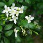 Orange Jasmine Shrub with Fragrant White Flower 40 Seeds