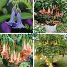 Mix Colors Bonsai Fragrant Flower Dwarf Brugmansia Datura 200 Seeds