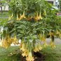 Mix Colors Bonsai Fragrant Flower Dwarf Brugmansia Datura 200 Seeds