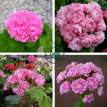 Swanland Pink Australien Pink Rosebud Zonal Geranium Flower 20 Seeds