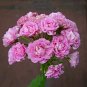 Swanland Pink Australien Pink Rosebud Zonal Geranium Flower 20 Seeds