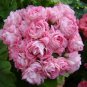 Swanland Pink Australien Pink Rosebud Zonal Geranium Flower 20 Seeds