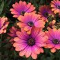 'Copper Amethyst' African Daisies 20 Seeds
