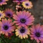 'Copper Amethyst' African Daisies 20 Seeds