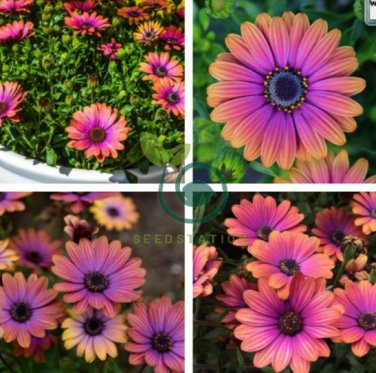 'Copper Amethyst' African Daisies 100 Seeds