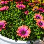 'Copper Amethyst' African Daisies 100 Seeds
