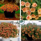 Apricot Punch Calibrachoa Organic Petunia 400 Seeds