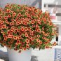 Apricot Punch Calibrachoa Organic Petunia 400 Seeds