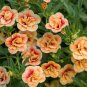 Apricot Punch Calibrachoa Organic Petunia 400 Seeds