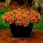Apricot Punch Calibrachoa Organic Petunia 400 Seeds