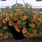 Apricot Punch Calibrachoa Organic Petunia 400 Seeds