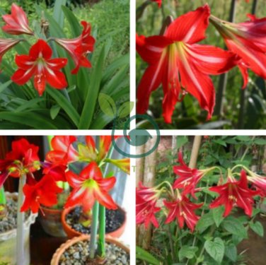 True Amaryllis floresling Bonsai Flower 2 Bulb