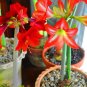 True Amaryllis floresling Bonsai Flower 2 Bulb