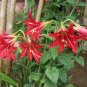True Amaryllis floresling Bonsai Flower 2 Bulb