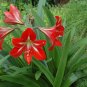 True Amaryllis floresling Bonsai Flower 2 Bulb