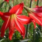 True Amaryllis floresling Bonsai Flower 2 Bulb