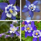 Aquilegia Blue Columbine Perennial Flower 100 Seeds