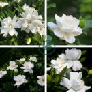 Gardenia Cape Jasmine White Flowers 40 Seeds