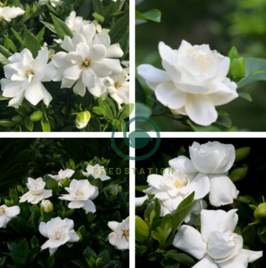 Gardenia Cape Jasmine White Flowers 40 Seeds