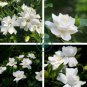 Gardenia Cape Jasmine White Flowers 40 Seeds