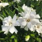 Gardenia Cape Jasmine White Flowers 40 Seeds