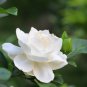Gardenia Cape Jasmine White Flowers 40 Seeds