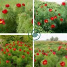 Paeonia Tenuifolia Bonsai Fernleaf Peony Bonsai Flower 20 Seeds