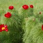 Paeonia Tenuifolia Bonsai Fernleaf Peony Bonsai Flower 20 Seeds