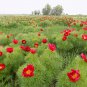 Paeonia Tenuifolia Bonsai Fernleaf Peony Bonsai Flower 20 Seeds