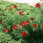 Paeonia Tenuifolia Bonsai Fernleaf Peony Bonsai Flower 20 Seeds