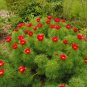 Paeonia Tenuifolia Bonsai Fernleaf Peony Bonsai Flower 20 Seeds
