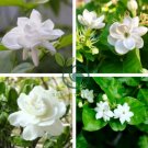 Jasmine Indoor Plants Perennial Flower 40 Seeds