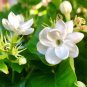 Jasmine Indoor Plants Perennial Flower 40 Seeds