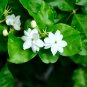 Jasmine Indoor Plants Perennial Flower 40 Seeds