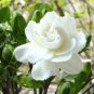 Jasmine Indoor Plants Perennial Flower 40 Seeds