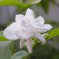Jasmine Indoor Plants Perennial Flower 40 Seeds