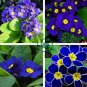 Blue Evening Primrose 400 Seeds